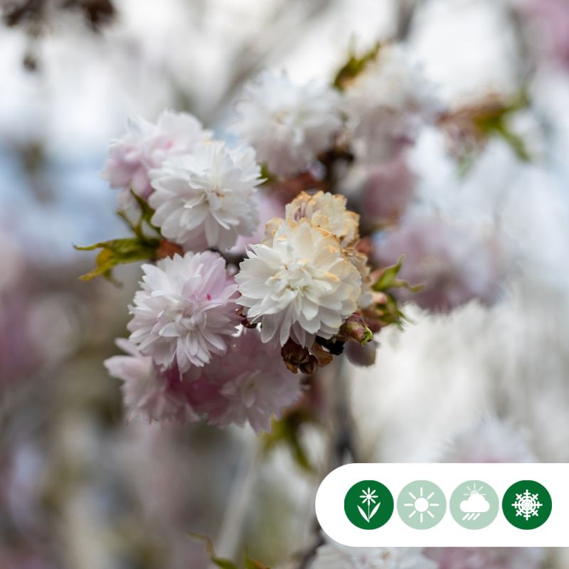 Prunus Autumnalis Rosea - meerstammig