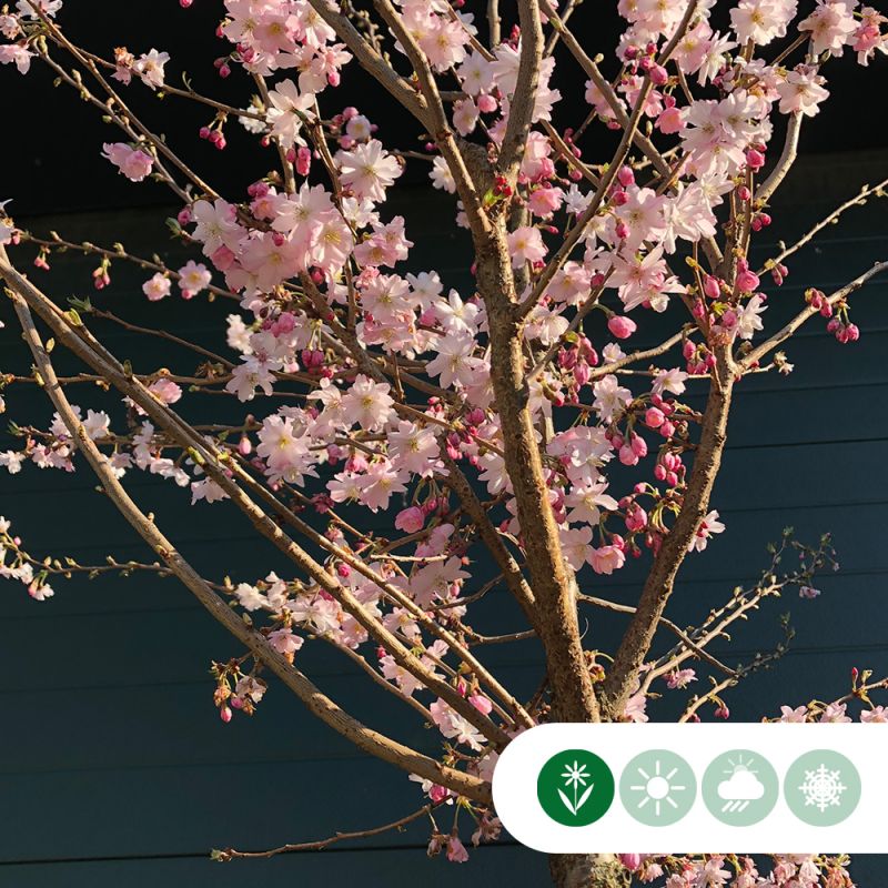 Prunus Autumnalis Rosea