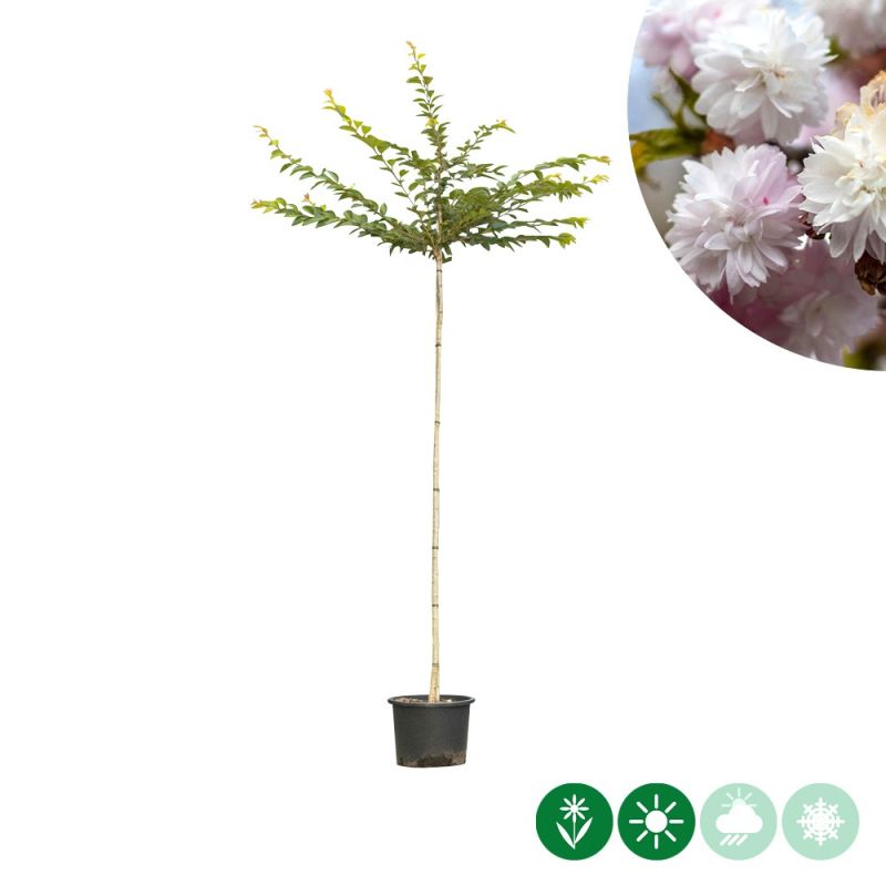 Prunus Autumnalis Rosea