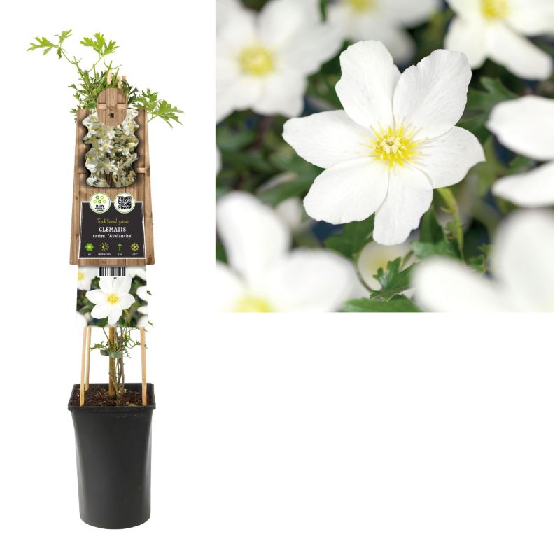 Clematis Avalanche