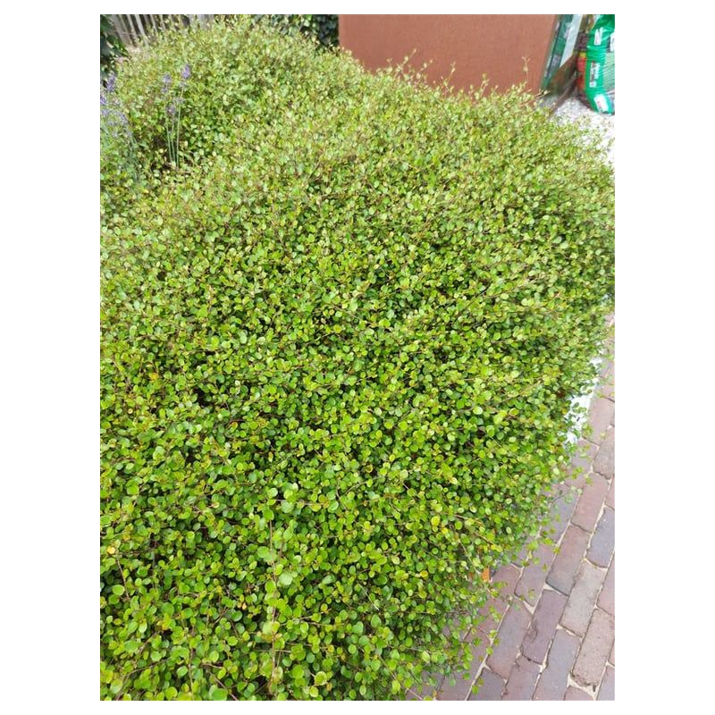 Muehlenbeckia axillaris 