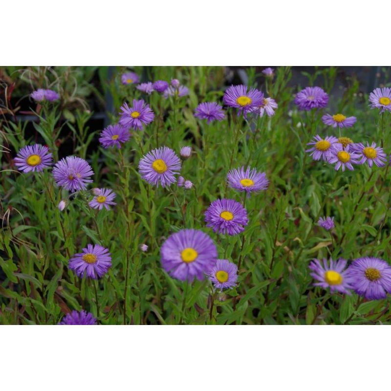 Erigeron Azure Beauty