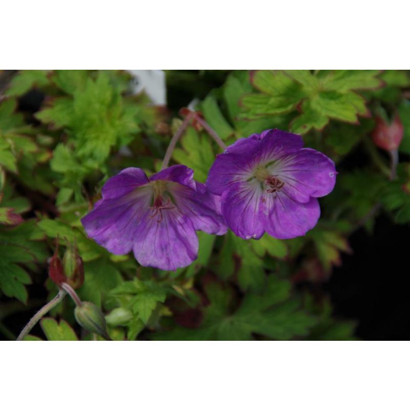 Geranium Azure Rush