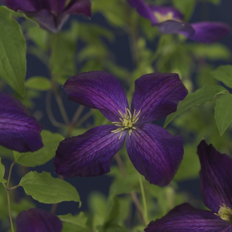 Clematis 'Jackmanii Purpurea'