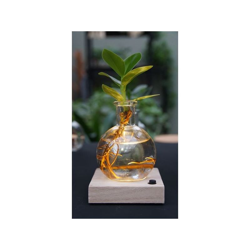 Clusia in Samoaglas met LED