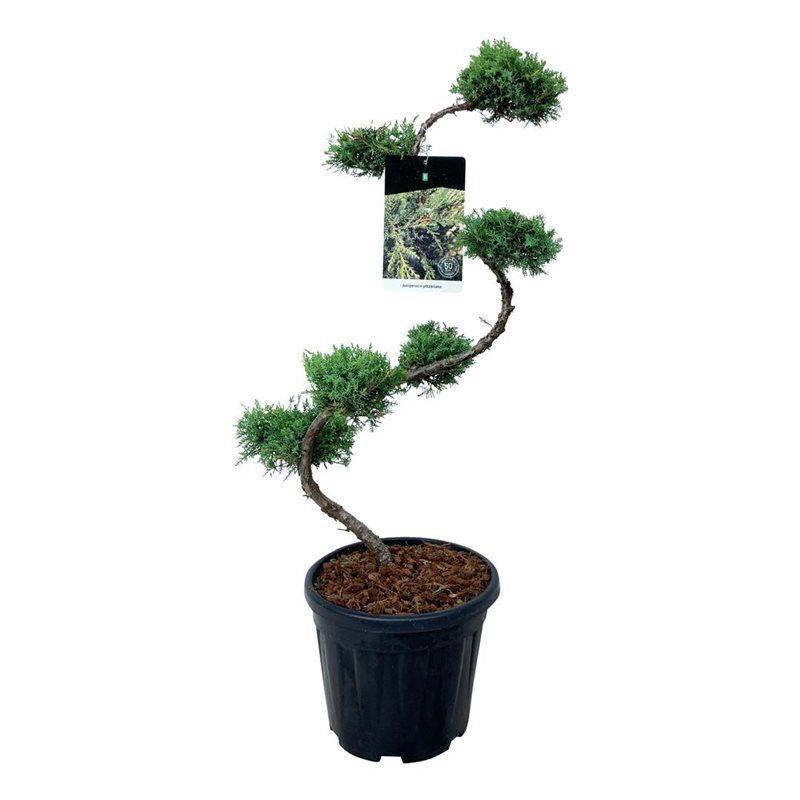Juniperus Pfitzeriana - bonsai