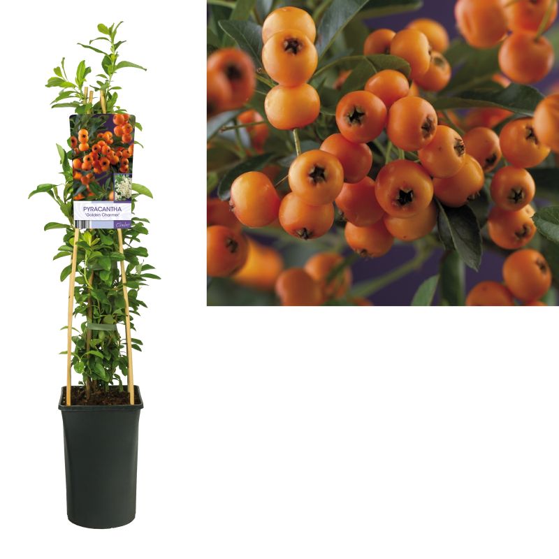 Pyracantha 'Golden Charmer'