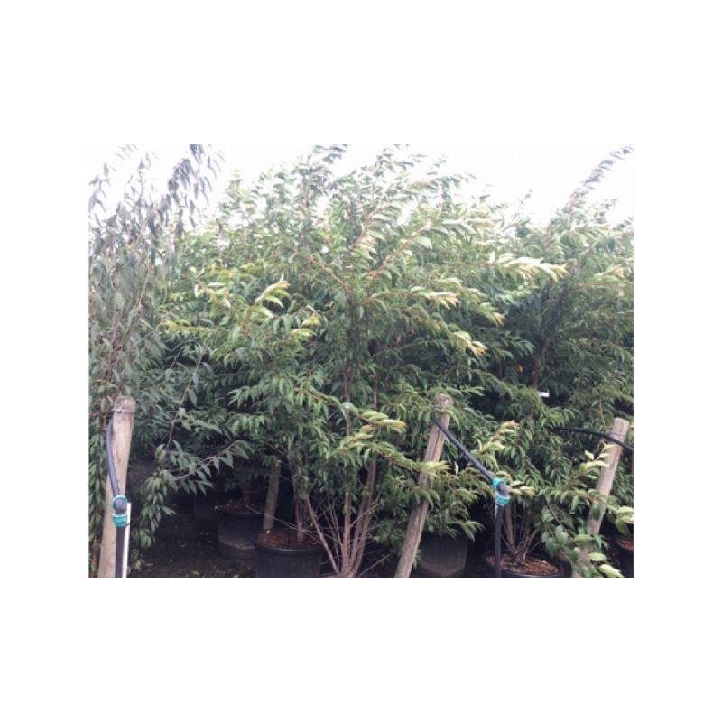 Prunus Subhirtella 'Autumnalis Rosea' - meerstammig