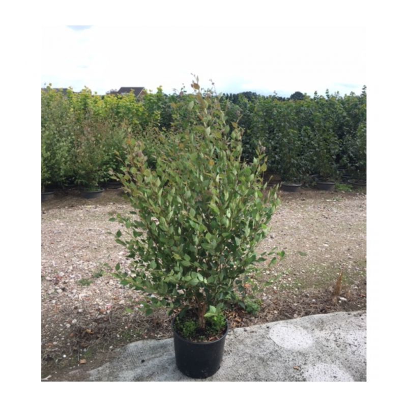 Betula nigra - solitair