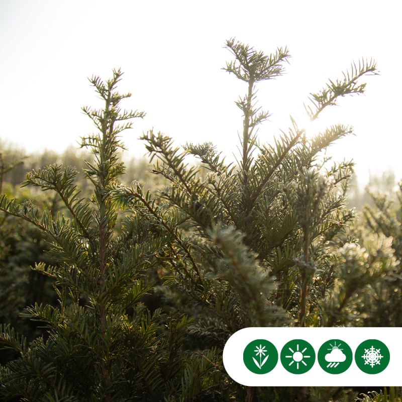 Taxus baccata - haag