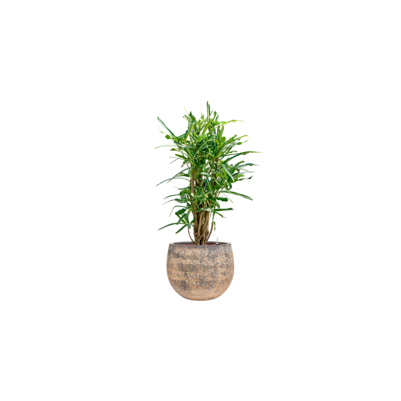 Croton Banana vertakt