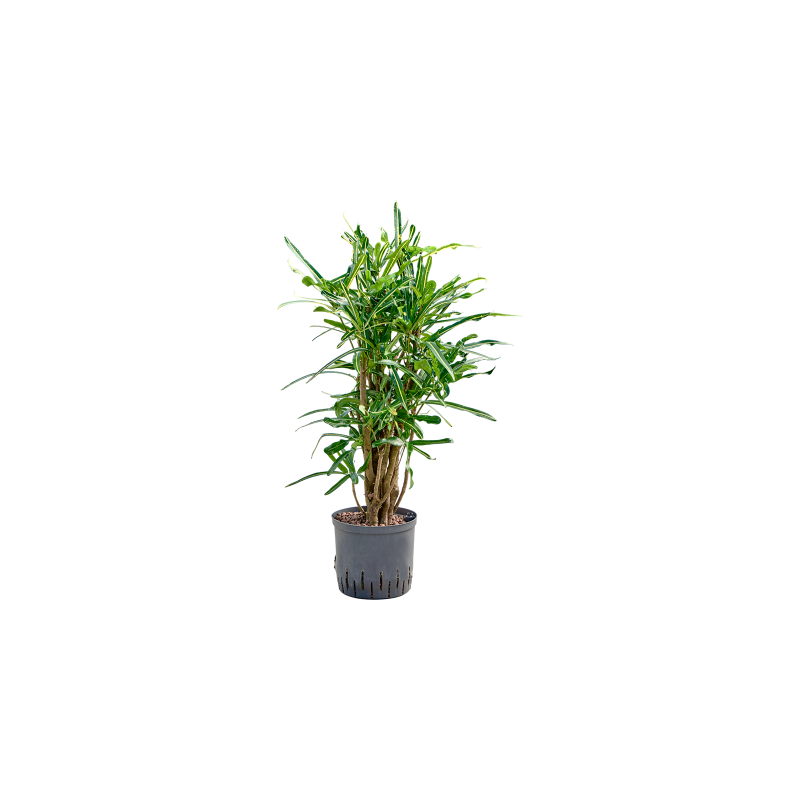Croton Banana vertakt
