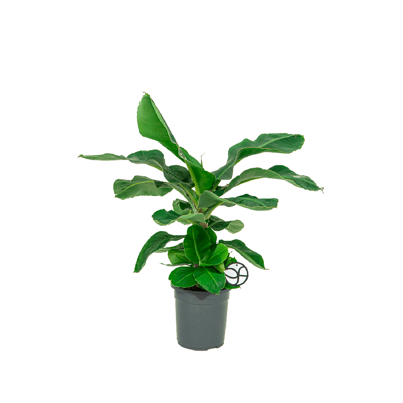 Niet giftige planten voor katten, 20+ fijne planten voor je huis 4 bananenplant niet giftig voor katten