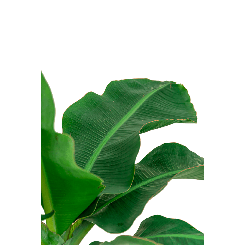 Musa Dwarf Cavendish Large