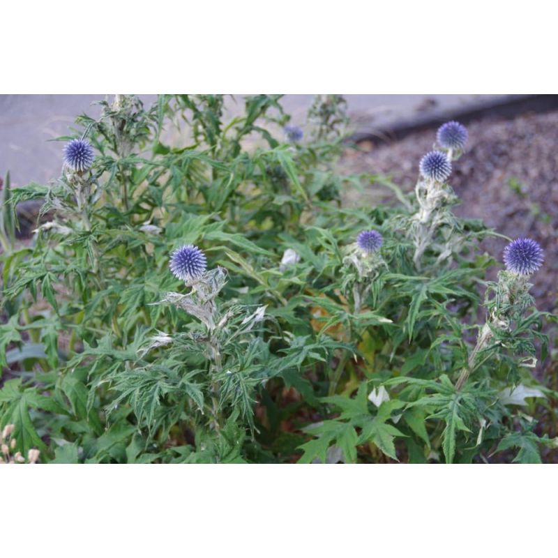 Echinops bannaticus 