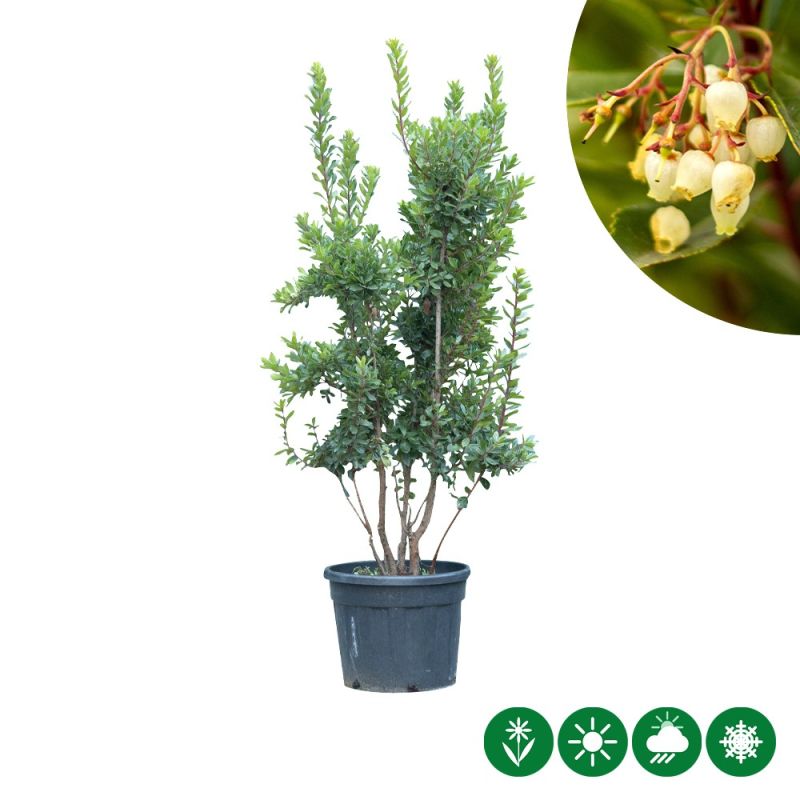 Arbutus unedo - meerstammig