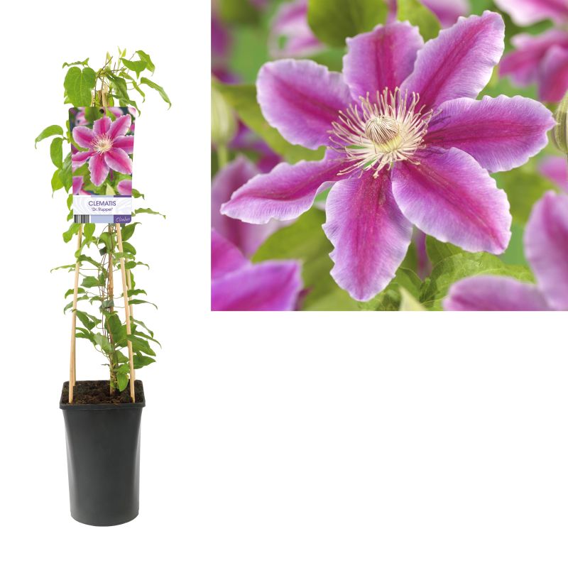 Clematis Dr. Ruppel