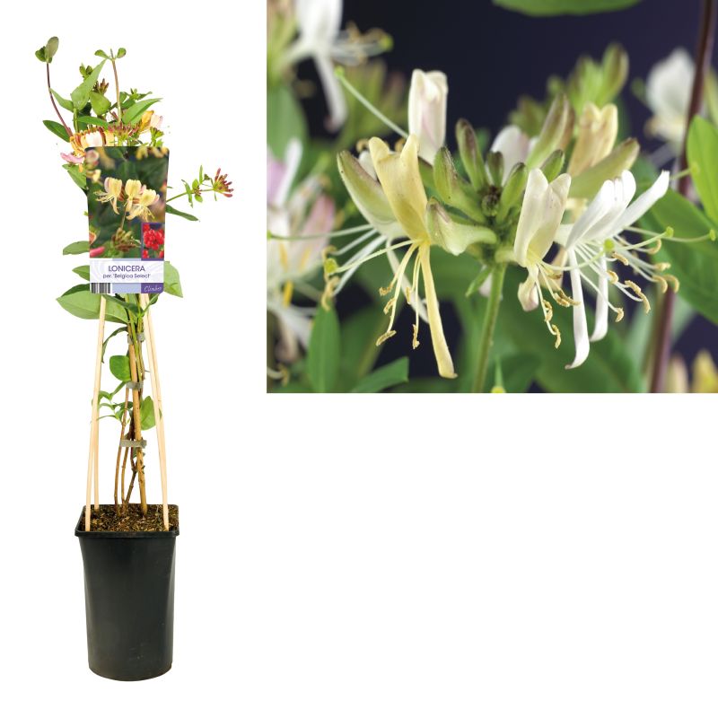 Lonicera periclymenum 'Belgica Select'