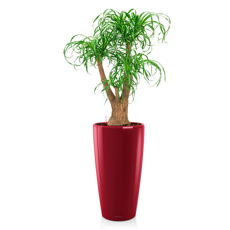 Beaucarnea in watergevende Rondo rood