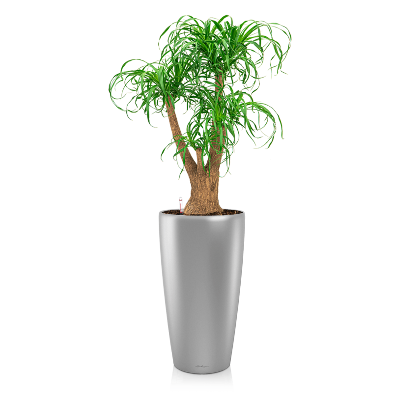 Beaucarnea in watergevende Rondo zilver