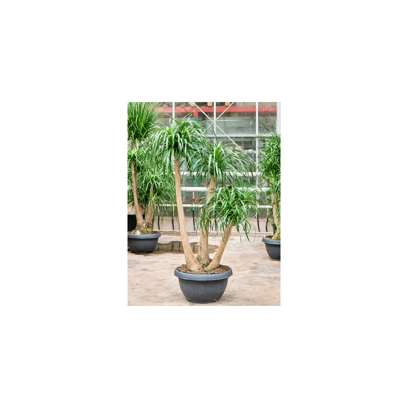 Beaucarnea recurvata vertakt 