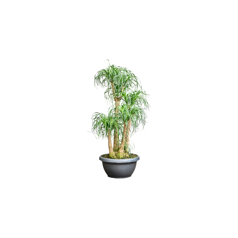Beaucarnea recurvata vertakt 
