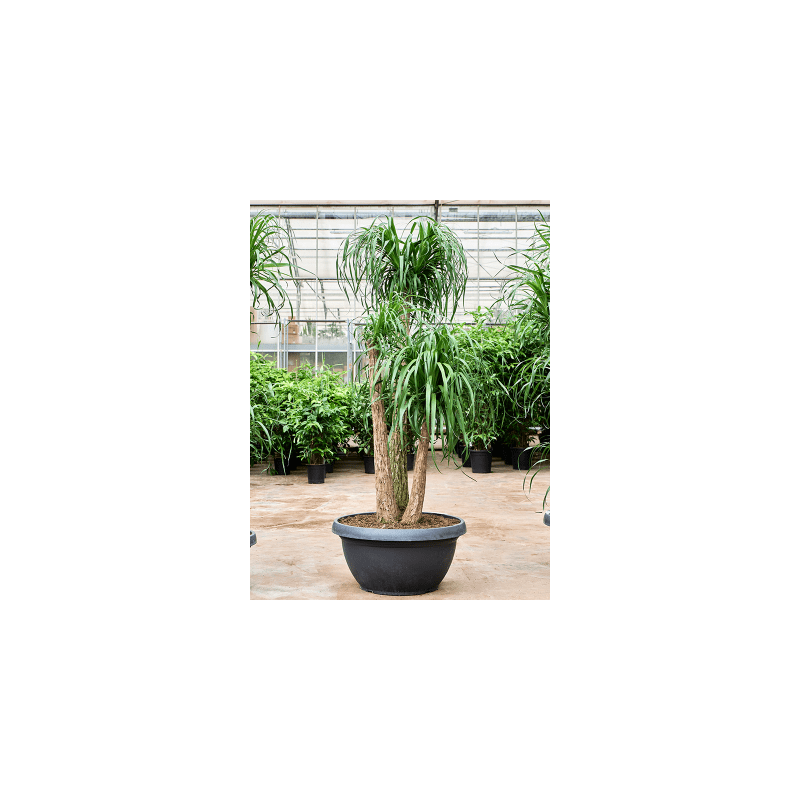 Beaucarnea recurvata vertakt 
