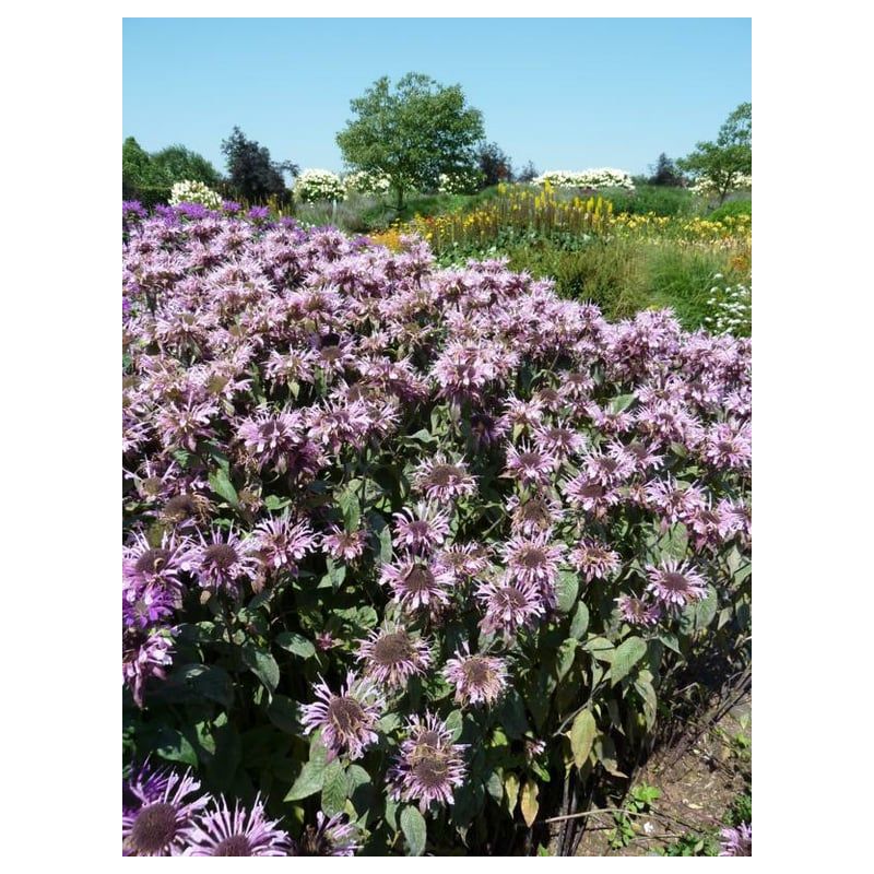 Monarda Beauty of Cobham
