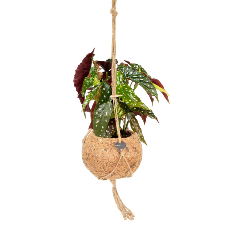 Begonia maculata in Kokodama