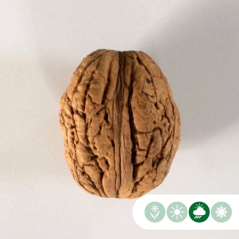 Juglans Bella Maria