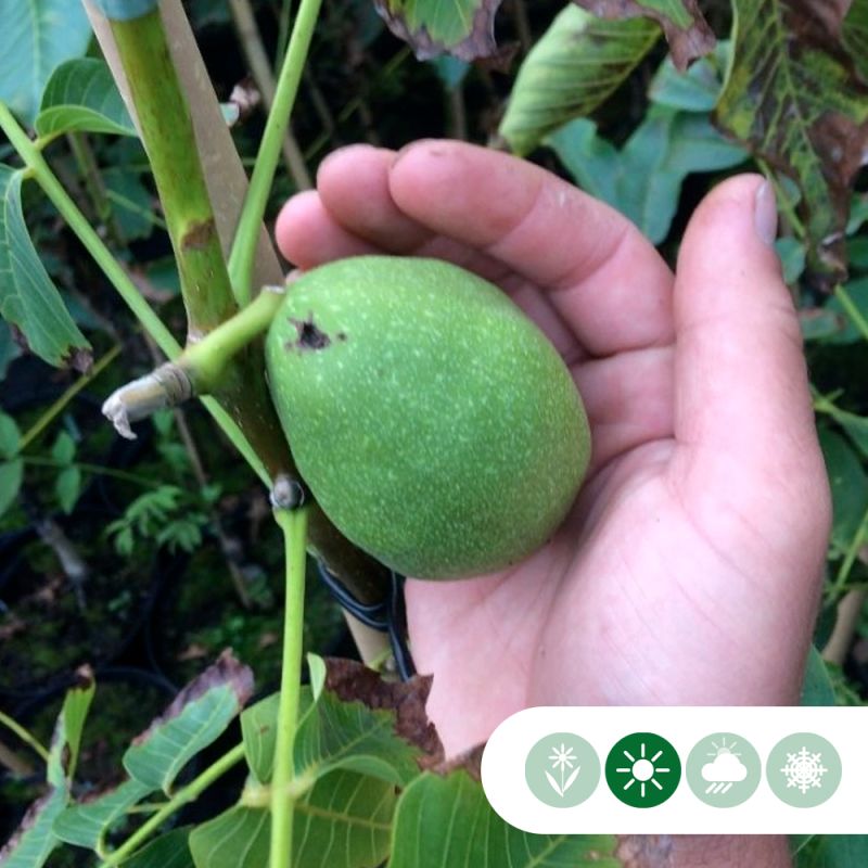 Juglans Bella Maria