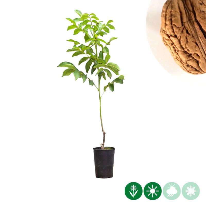 Juglans Bella Maria