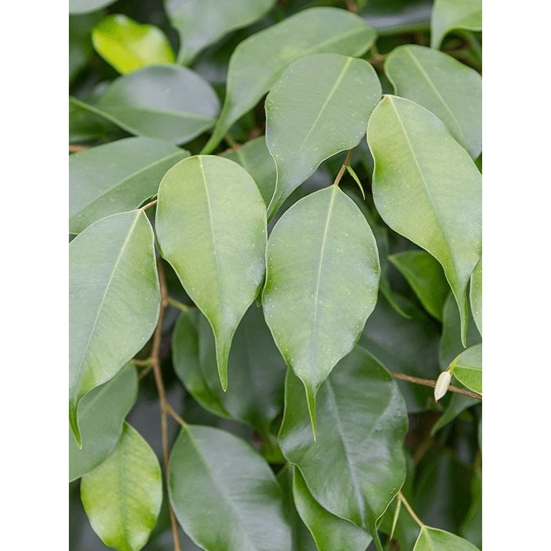 Ficus Benjamina Columnar op stam