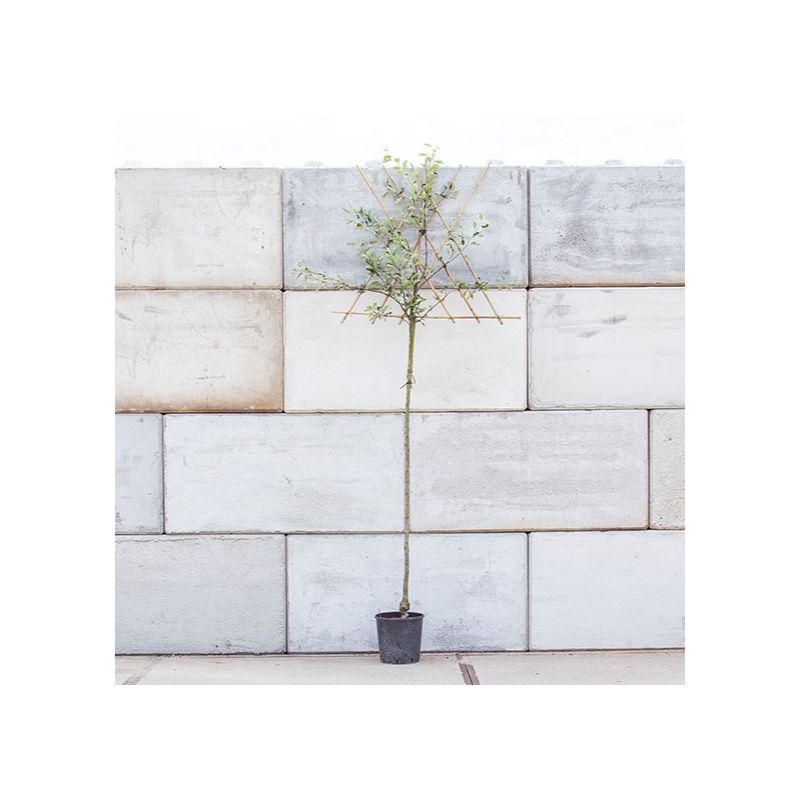 Malus Benoni - leiboom hoogstam