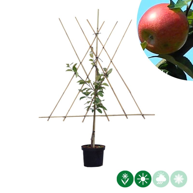 Malus Benoni - leiboom