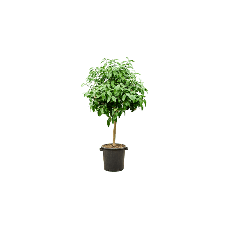 Citrus Bergamot