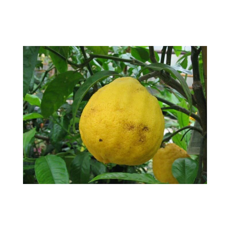 Citrus Bergamot