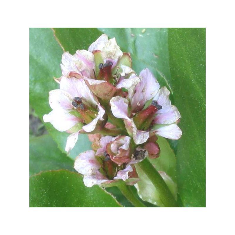 Bergenia Silberlicht 