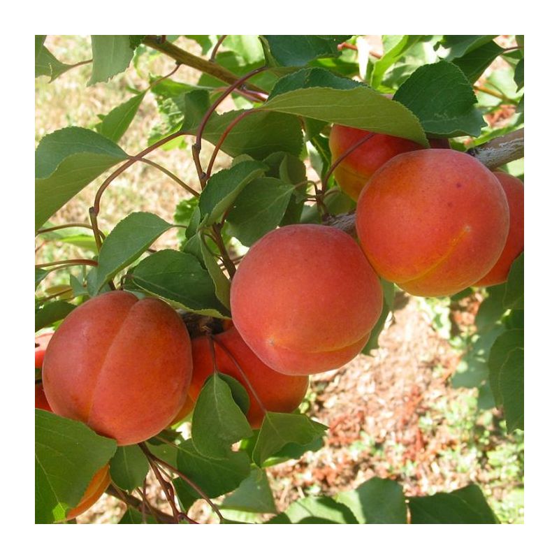Prunus Bergeron - leiboom