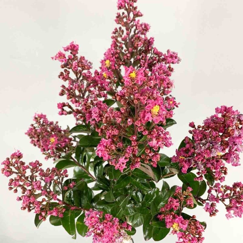 Lagerstroemia Indica Berry Dazzle