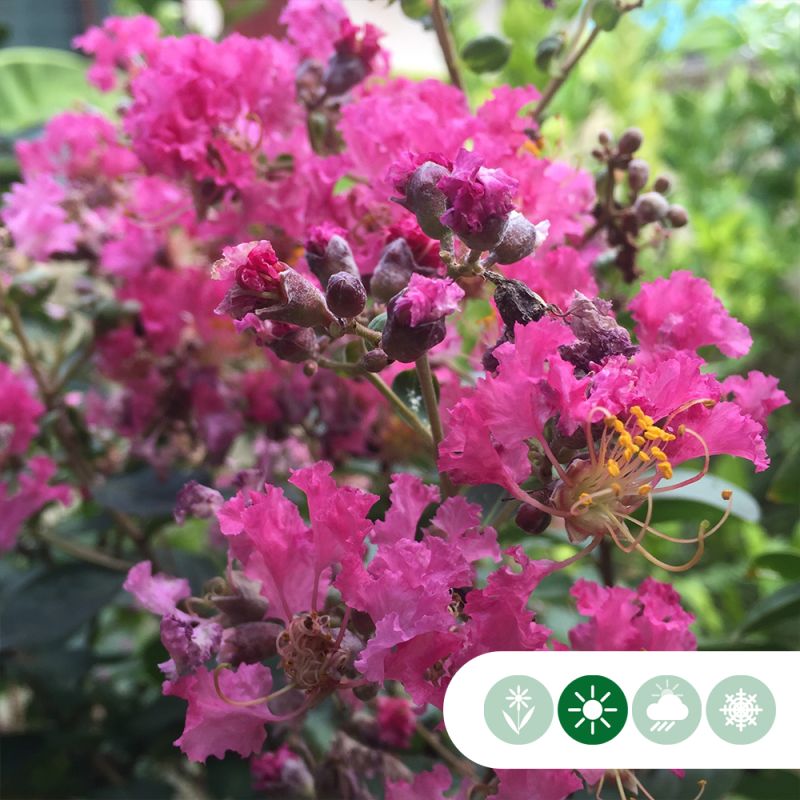 Lagerstroemia Berry Dazzle