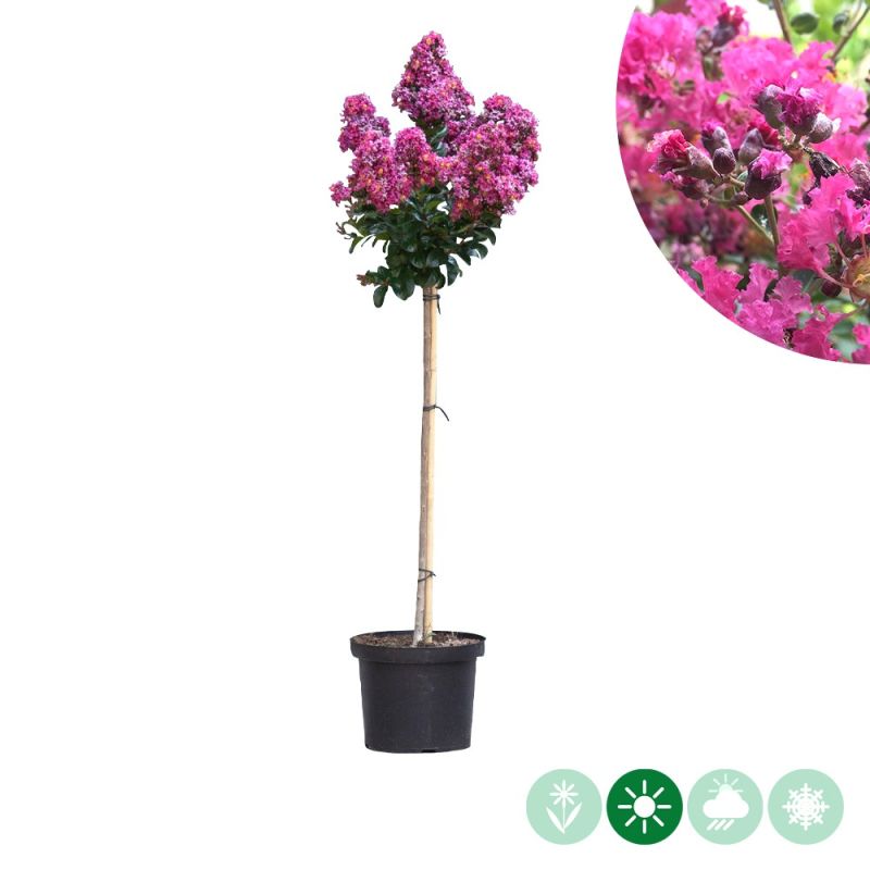 Lagerstroemia Berry Dazzle