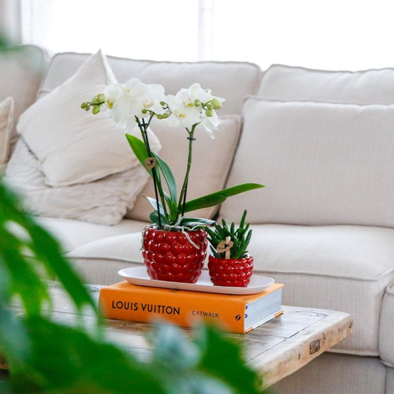 Plantenset in Berry rood