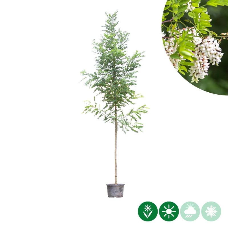 Robinia Bessoniana