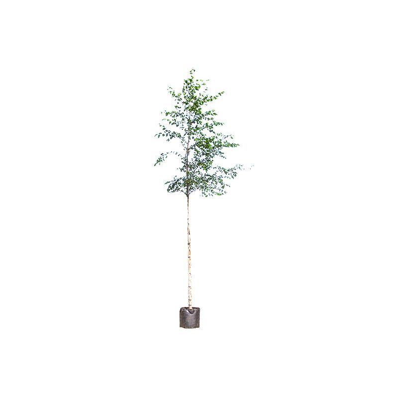 Betula nigra