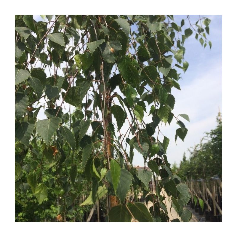 Betula Pendula Tristis