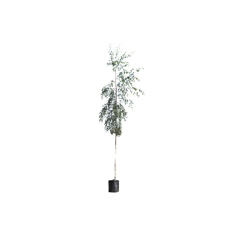 Betula Pendula Tristis