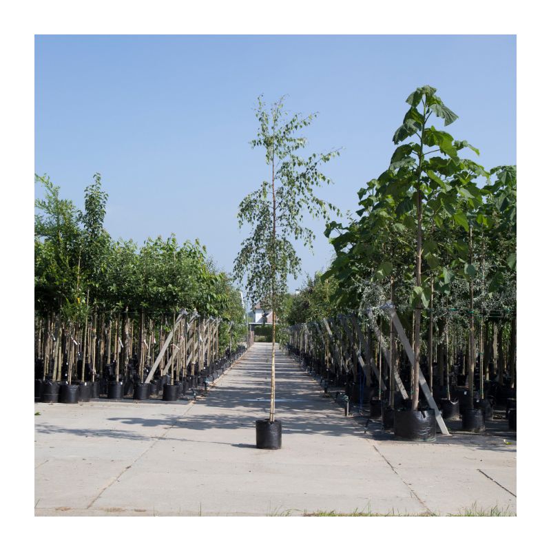 Betula Pendula Tristis