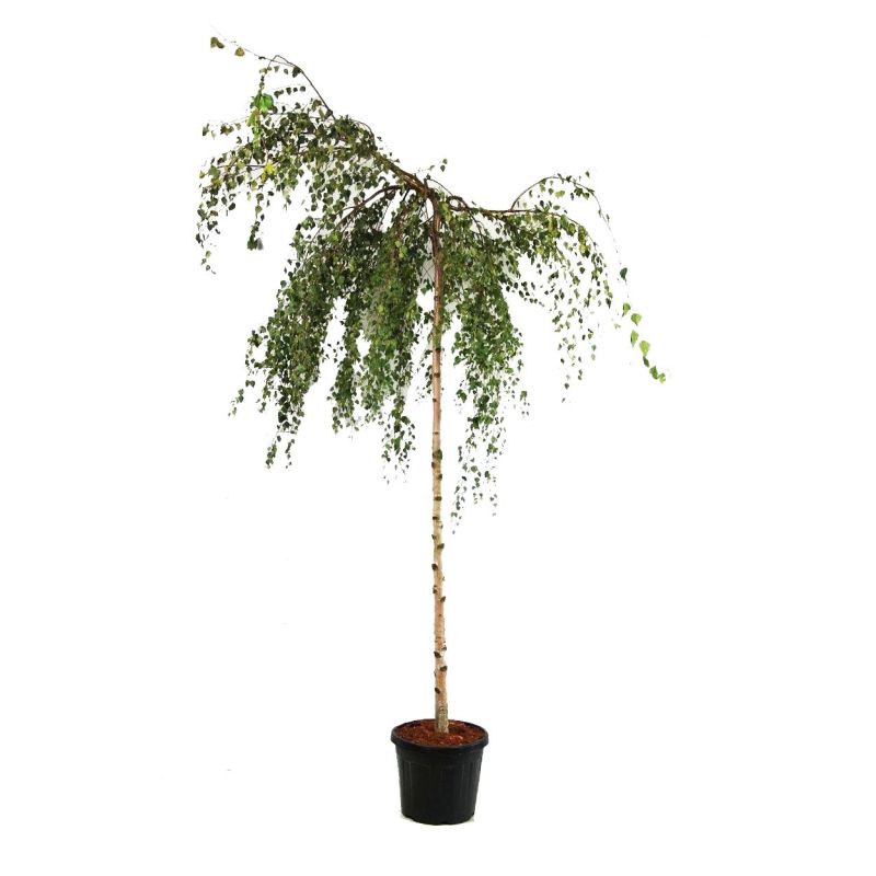 Betula Youngii
