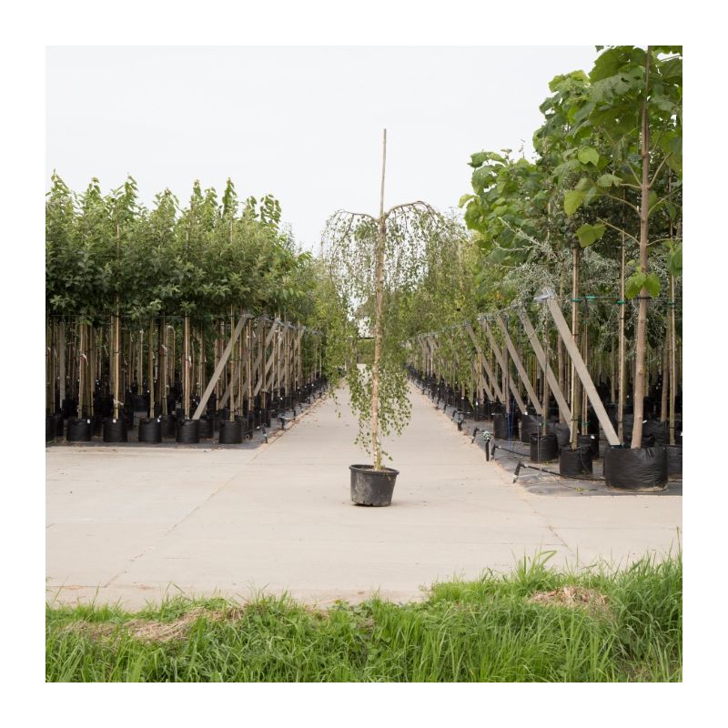 Betula Youngii